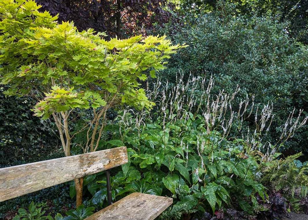 View in a shady garden corner with golden acer, white persicaria flowers against dark green shrub.