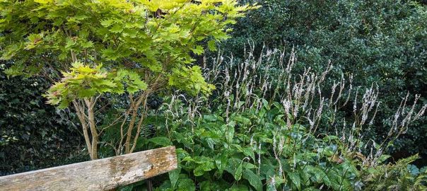 View in a shady garden corner with golden acer, white persicaria flowers against dark green shrub.