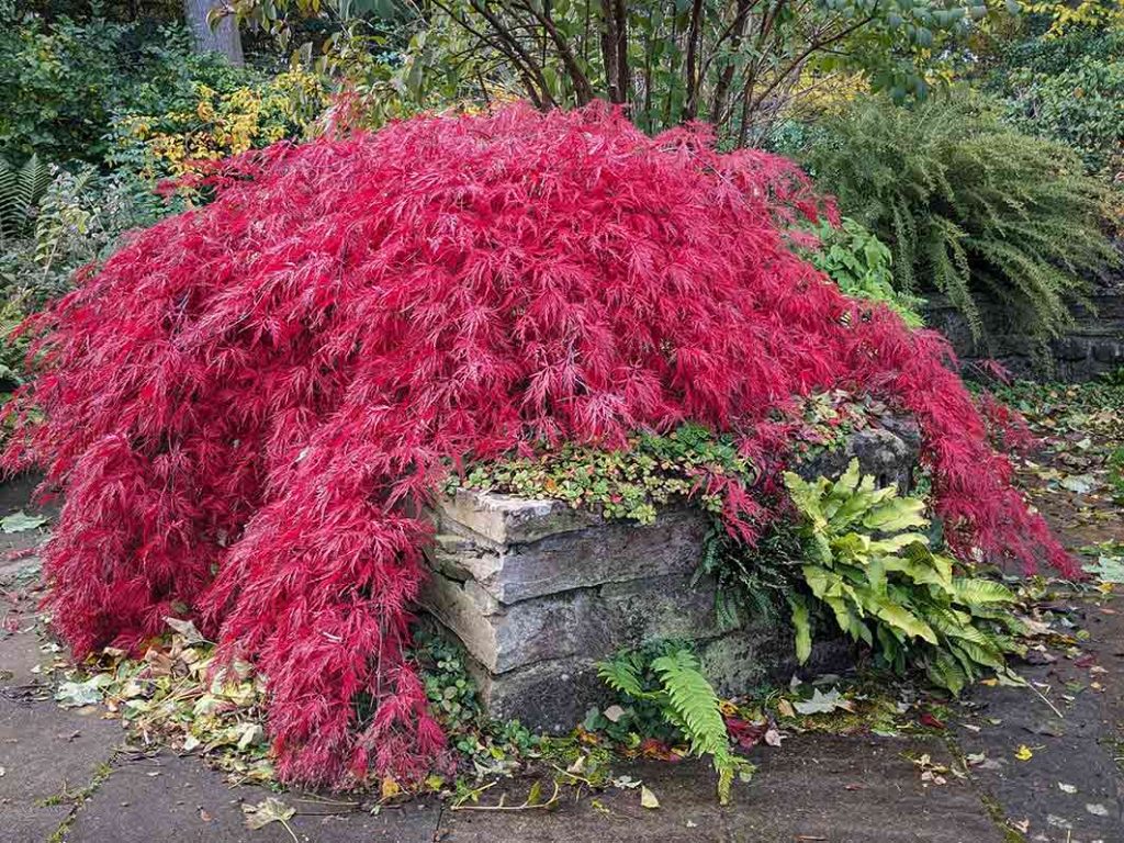 Bright red leaves on acer shrub.