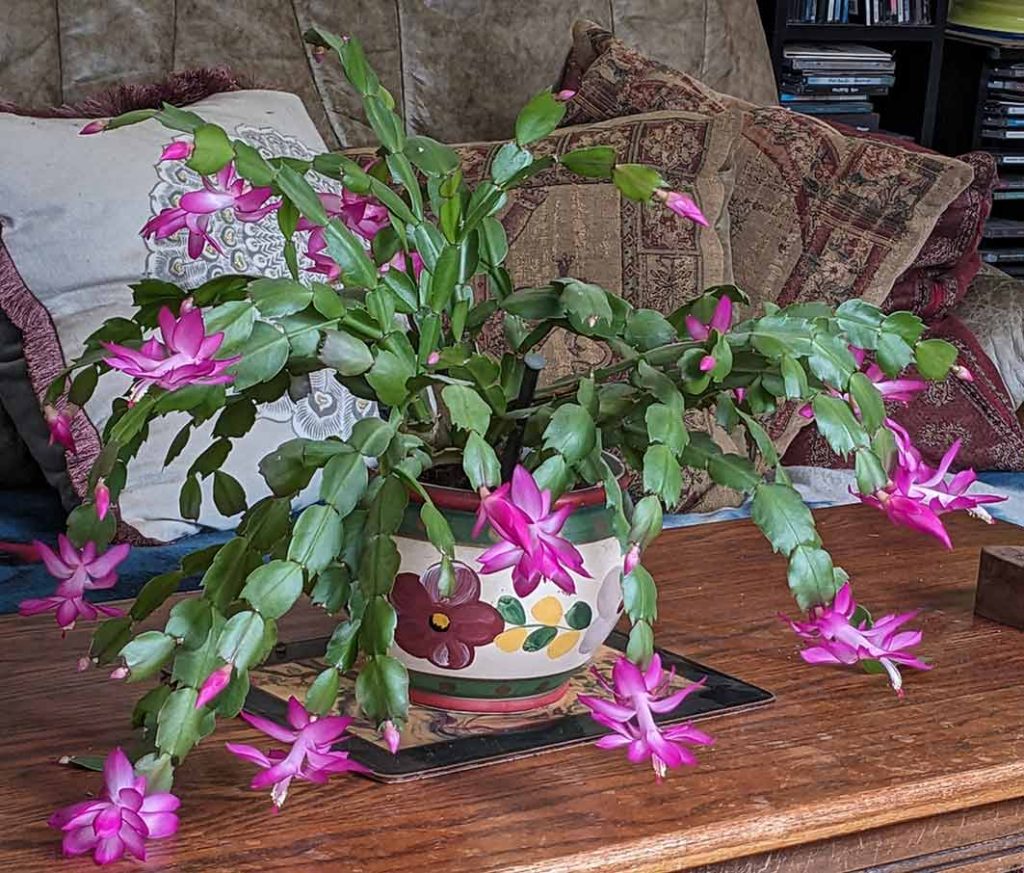 Bright pink shrimp shaped flowers on the Christmas cactus plant.