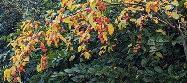Dangling orange crab apples on Everest shrub.