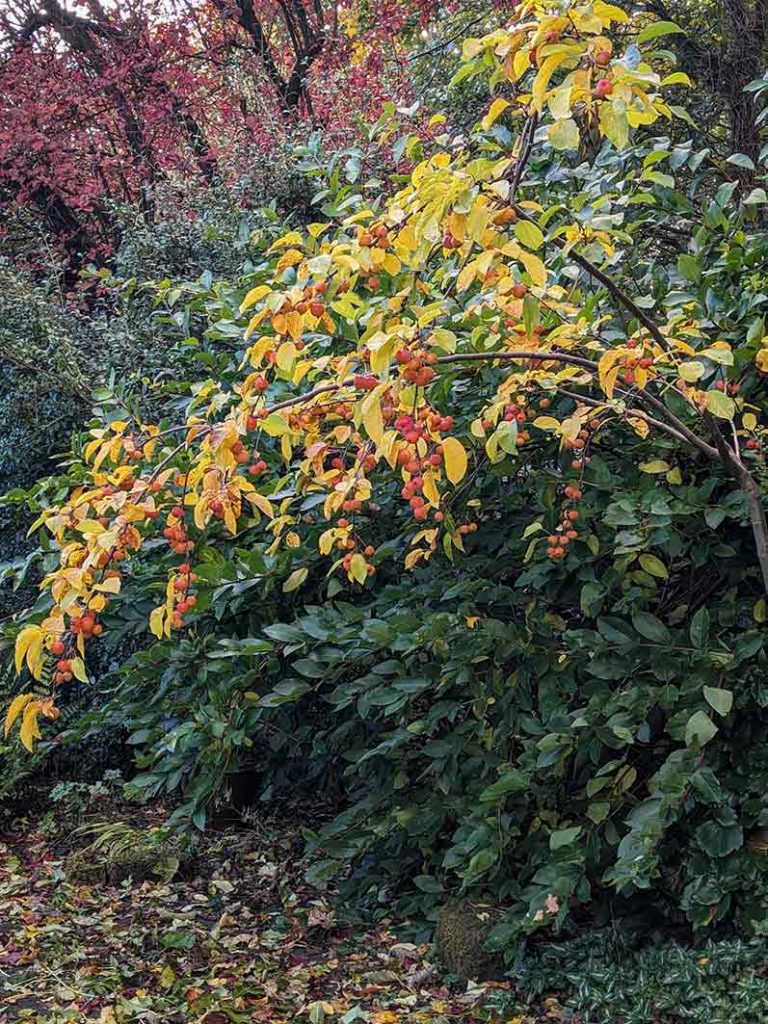 Dangling orange crab apples on Everest shrub.