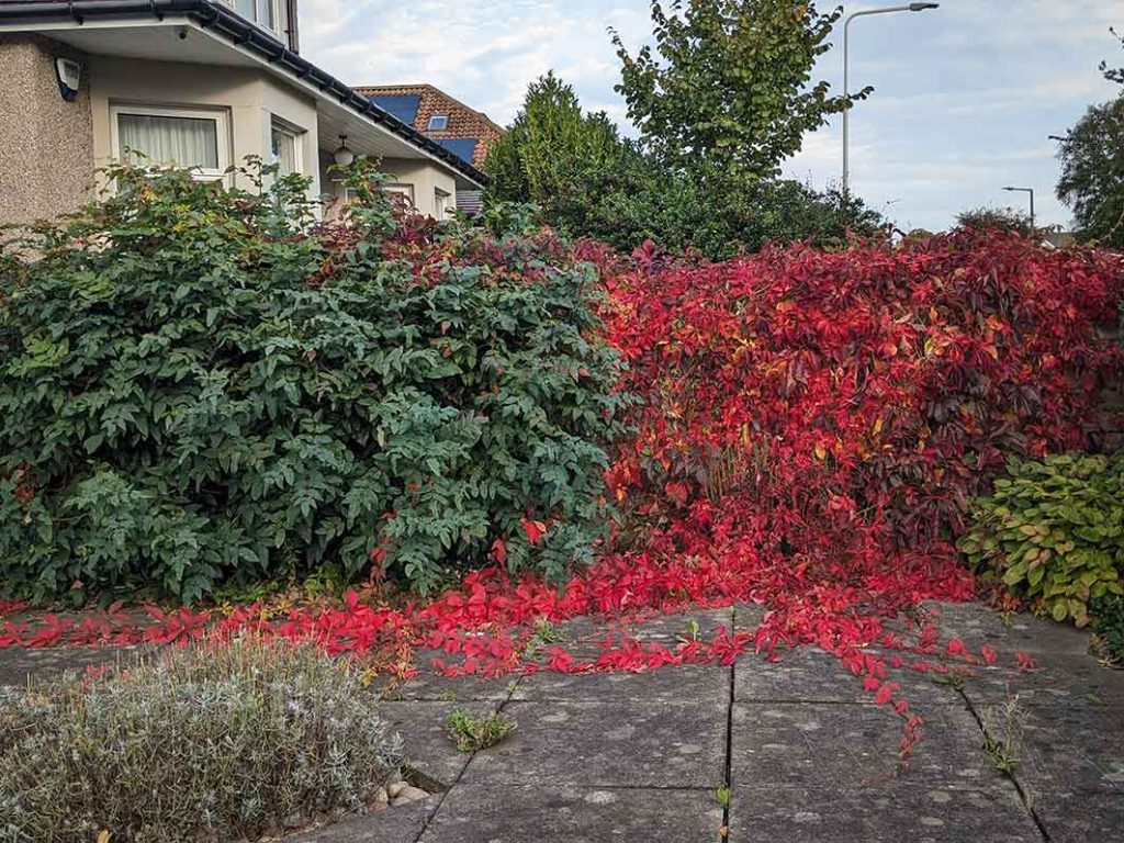 The red autumnal colouration of the virginia creeper growing over and down a wall and across the slabs.