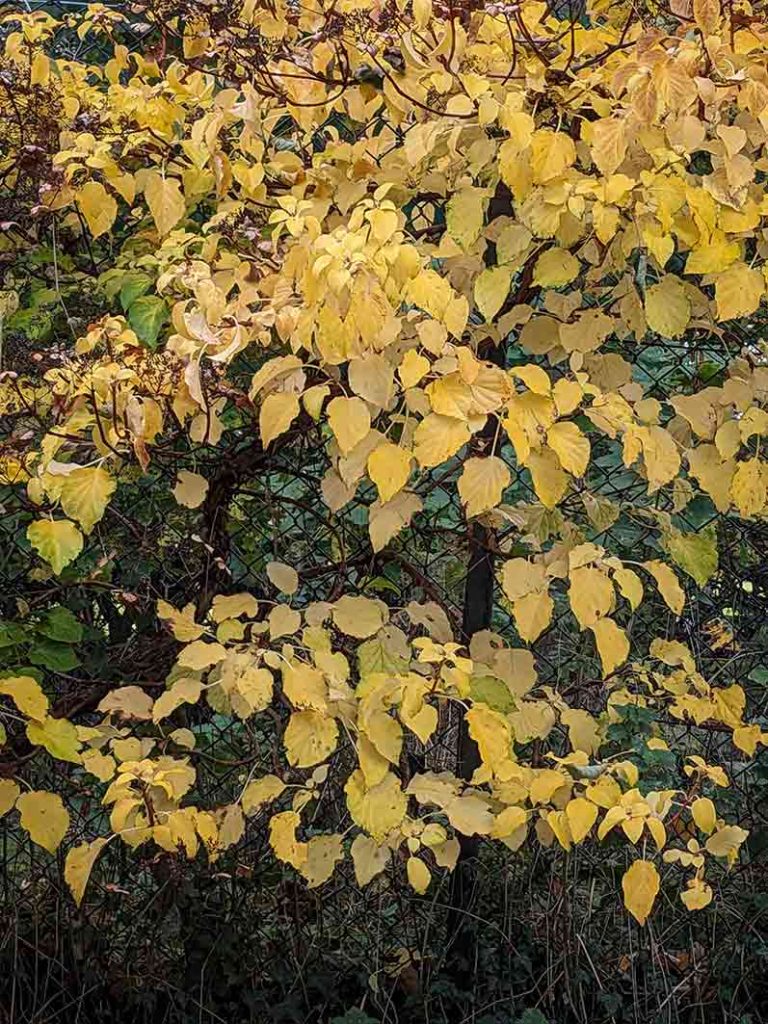 Yellow autumnal foliage of hydrangea petiolaris shrub.