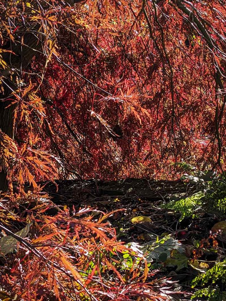Photo taken from under the canopy of a red leaved acer against the sun making the leaves look like they glow.
