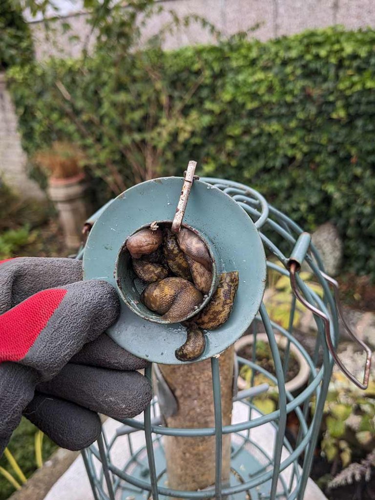 a group of slugs resting under the lid of a metal birdfeeder.
