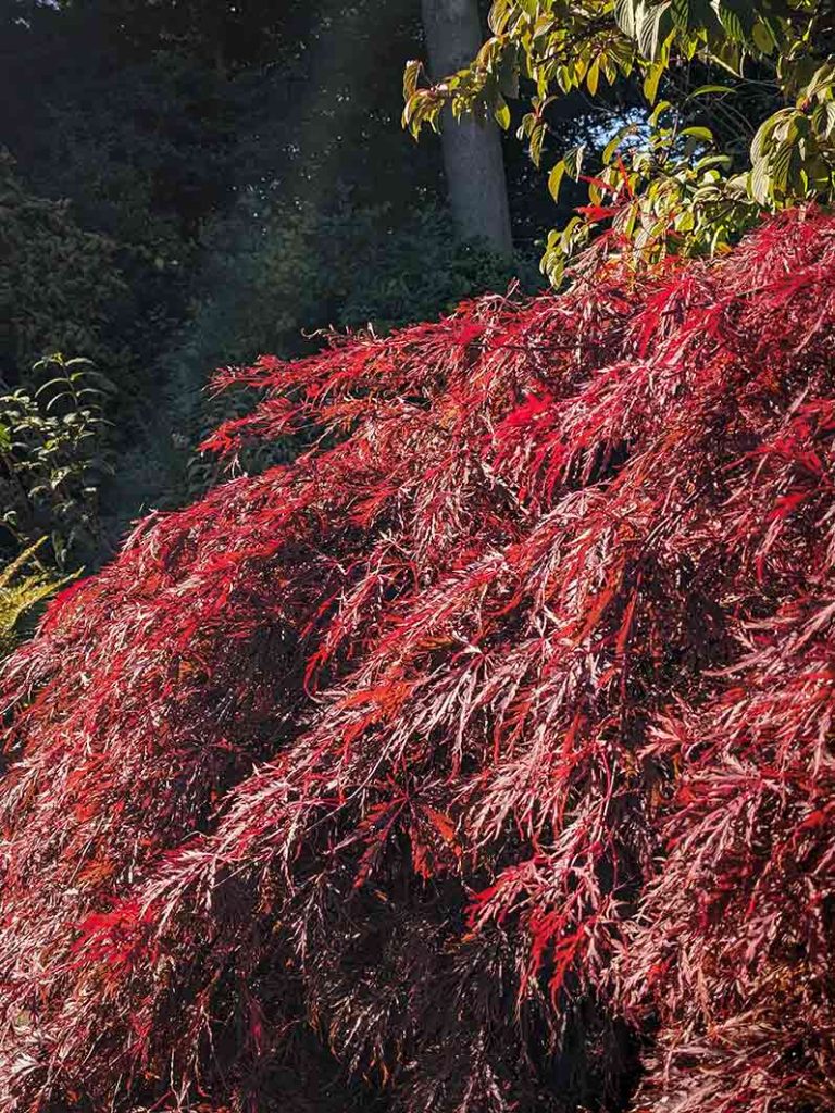 Sun hitting the red leaves of acer palmatum garnet.
